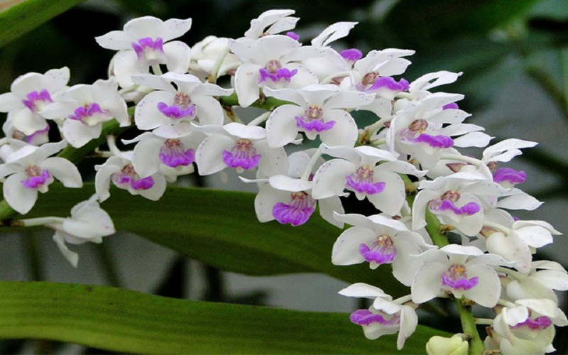 bai-tho-hay-ve-hoa-lan Bài thơ hay về hoa lan