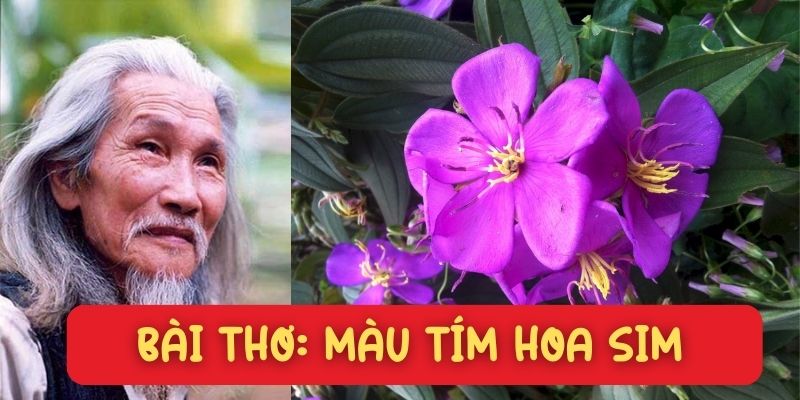 Bài thơ Màu tím hoa sim (Hữu Loan)