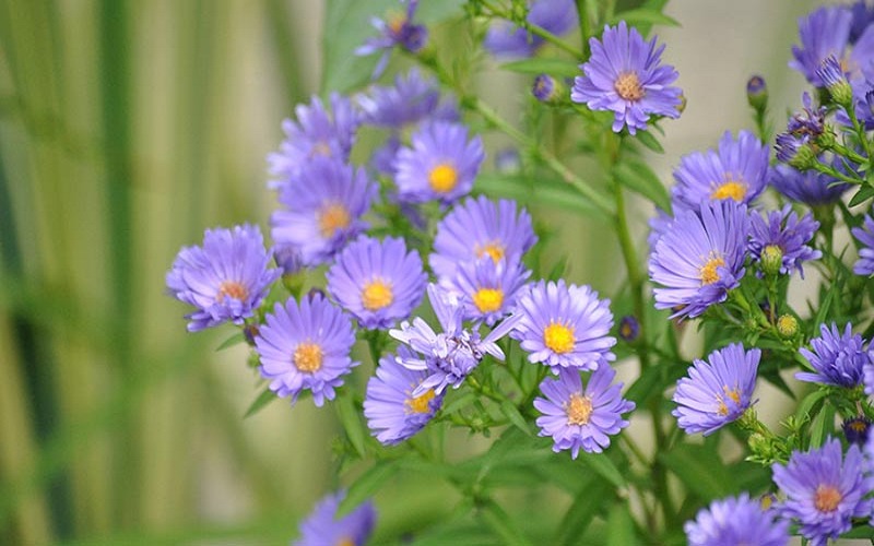 bai-tho-ngan-ve-hoa-cuc Bài thơ ngắn về hoa cúc