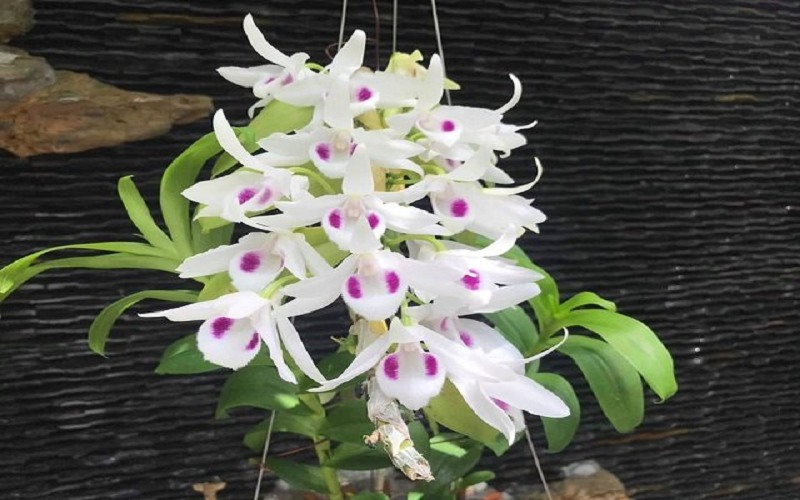 bai-tho-ve-hoa-lan-phi-diep Bài thơ về hoa lan phi điệp