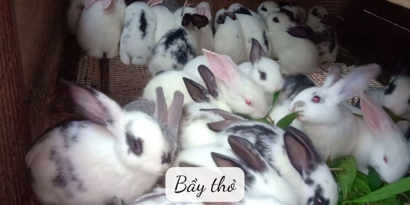 Truyện ngụ ngôn: Bầy thỏ