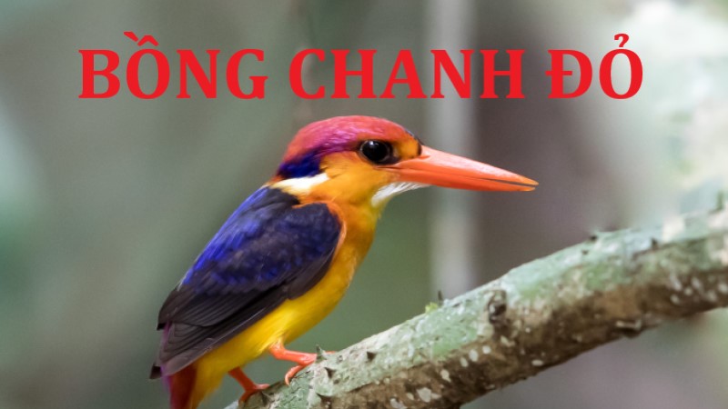 Phân tích bài văn Bồng Chanh Đỏ văn 8 (có dàn ý)