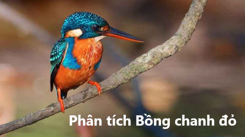 bong-chanh-do-phan-tich bồng chanh đỏ phân tích