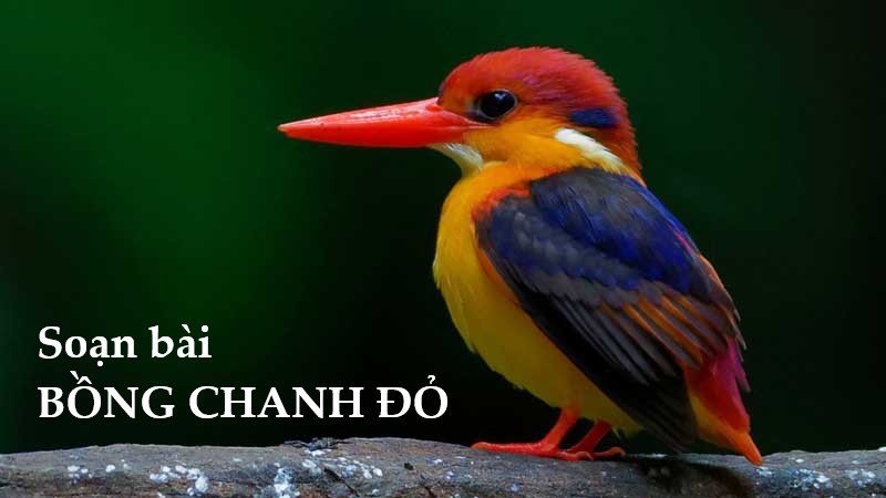 Soạn bài Bồng Chanh Đỏ – Trả lời đọc hiểu văn 8
