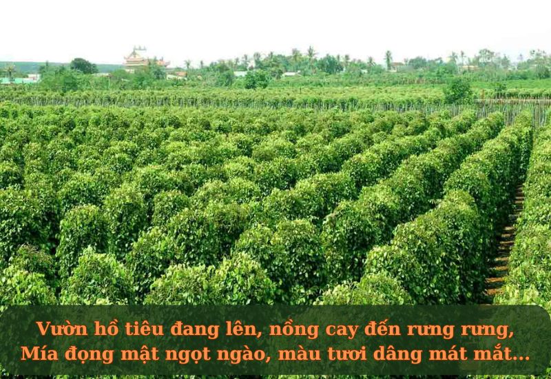 ca-dao-tay-ninh ca dao tây ninh