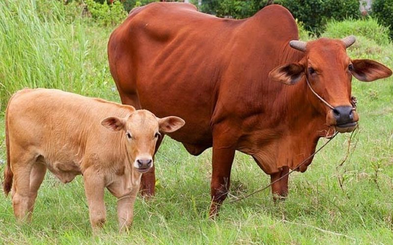 cac-bai-ve Các bài vè