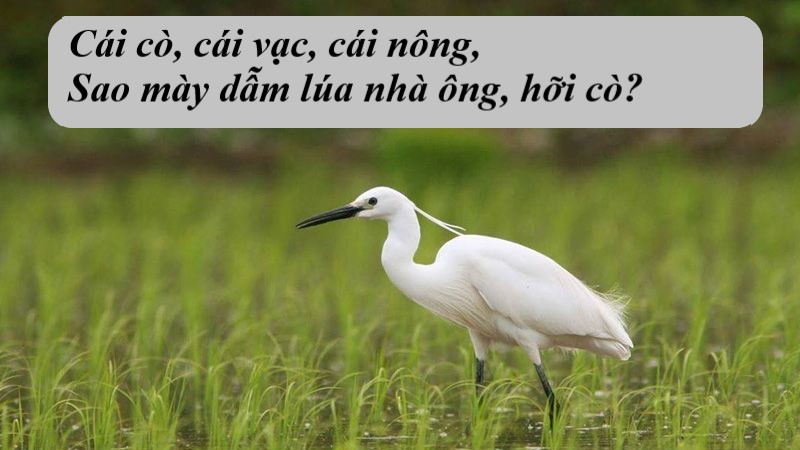 cai-co-cai-vac-cai-nong cái cò cái vạc cái nông