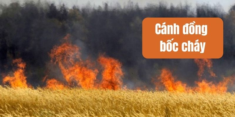 Truyện cổ tích nước ngoài: Cánh đồng bốc cháy