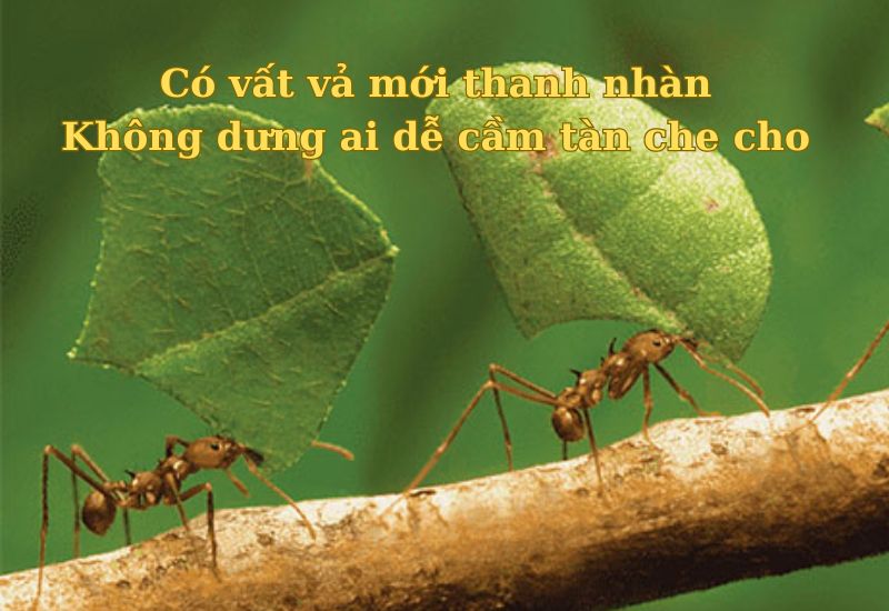 cau-ca-dao-tuc-ngu-ve-kien-tri-cham-chi câu ca dao tục ngữ về kiên trì chăm chỉ