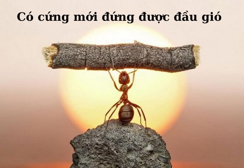 cau-ca-dao-tuc-ngu-ve-sieng-nang-kien-tri câu da dao tục ngữ về siêng năng kiên trì