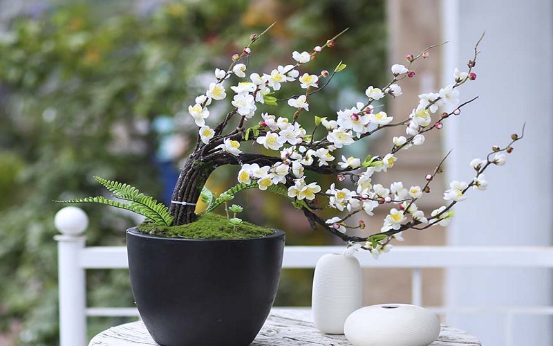 cau-tho-hay-ve-hoa-mai Câu thơ hay về hoa mai