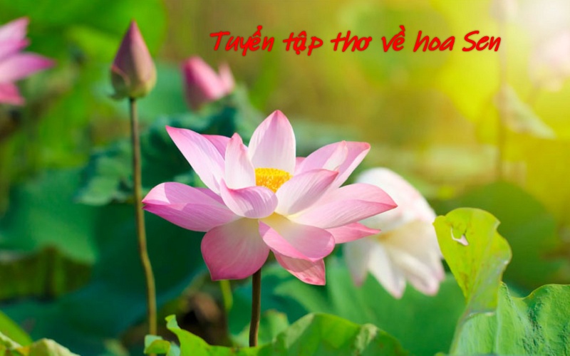 cau-tho-ve-hoa-sen-1 Câu thơ về hoa sen