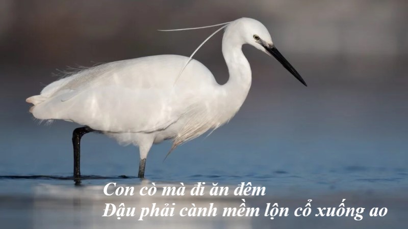 con-co-ma-di-an-dem-1 con cò mà đi ăn đêm