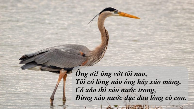con-co-ma-di-an-dem-thong-diep con cò mà đi ăn đêm thông điệp