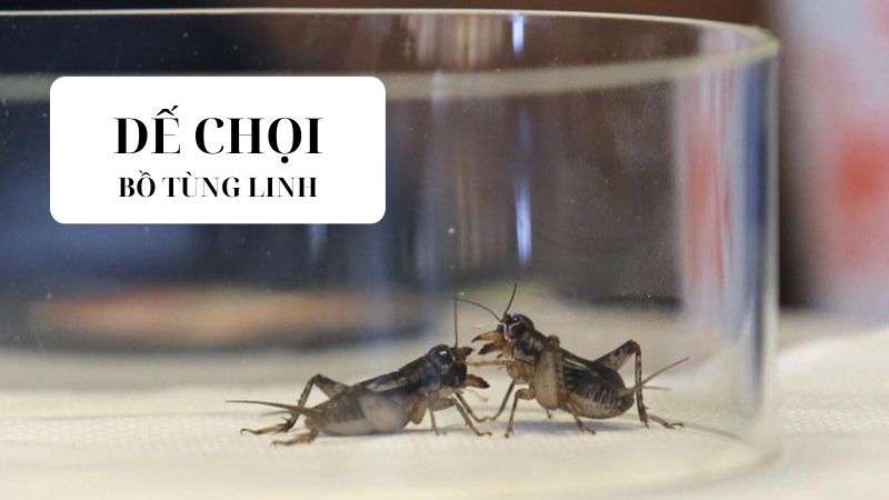 de-choi-1 dế chọi