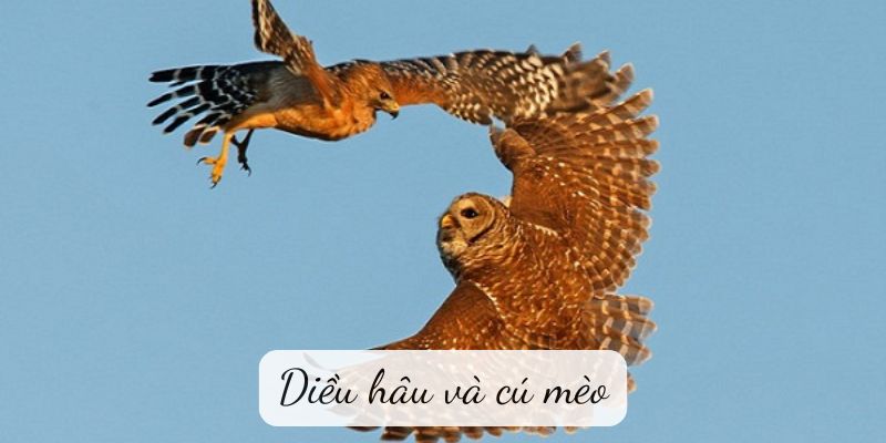 Truyện ngụ ngôn: Diều hâu và cú mèo