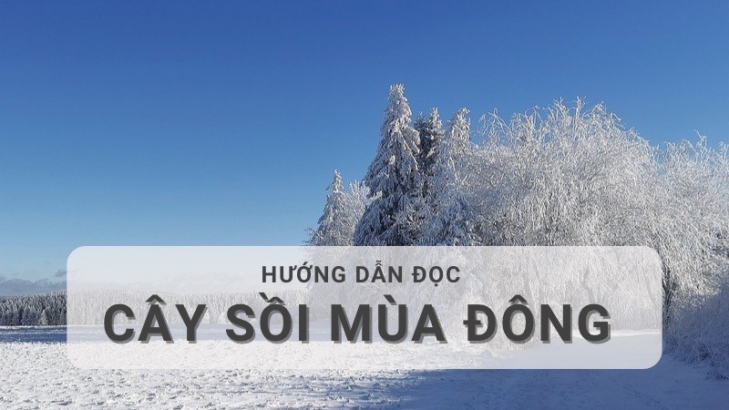 doc-hieu-cay-soi-mua-dong Đọc hiểu Cây sồi mùa đông