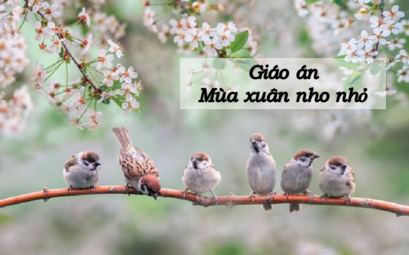 giao-an-mua-xuan-nho-nho-1 Giáo án mùa xuân nho nhỏ
