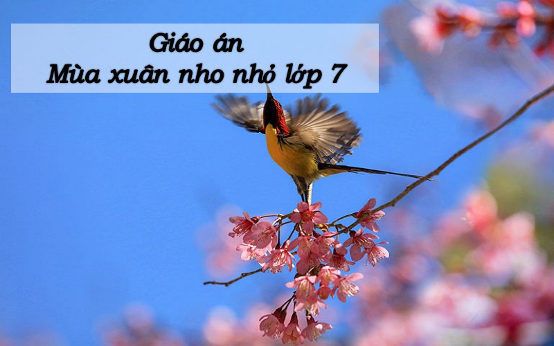 giao-an-mua-xuan-nho-nho-lop-7 Giáo án mùa xuân nho nhỏ lớp 7