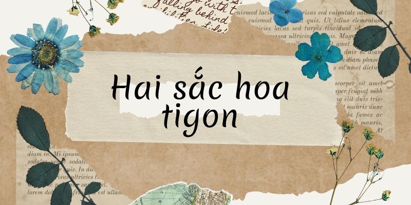 Hai sắc hoa tigon (T.T.Kh.)