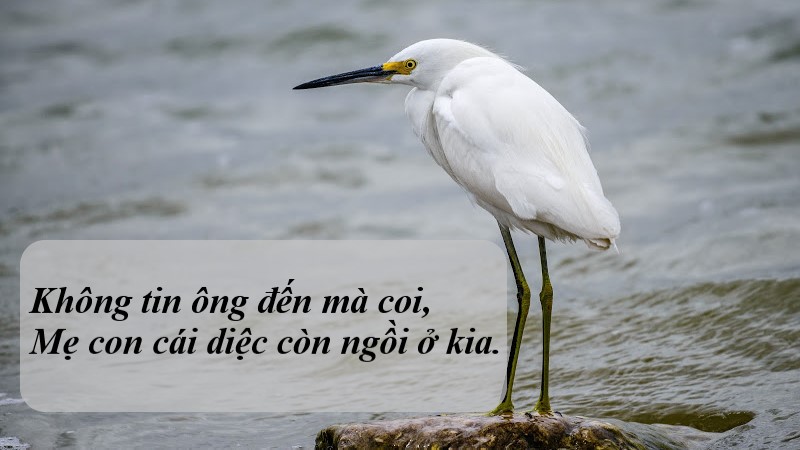 hinh-anh-cai-co-cai-vac-cai-nong-1 hình ảnh cái cò cái vạc cái nông