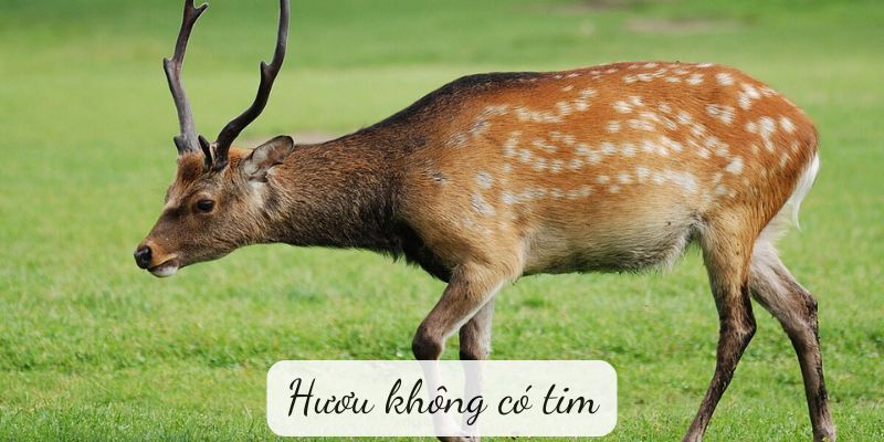 huou-khong-co-tim-1 Hươu không có tim