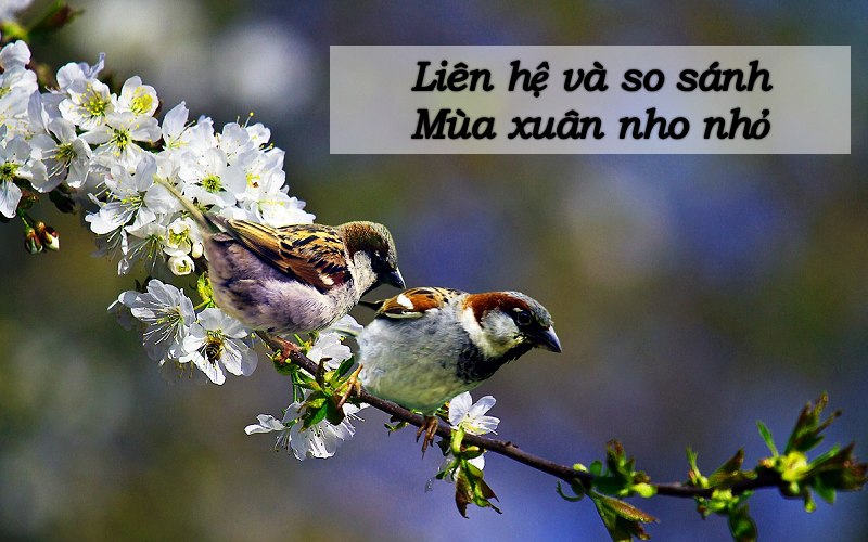 lien-he-mo-rong-mua-xuan-nho-nho-1 Liên hệ mở rộng Mùa xuân nho nhỏ