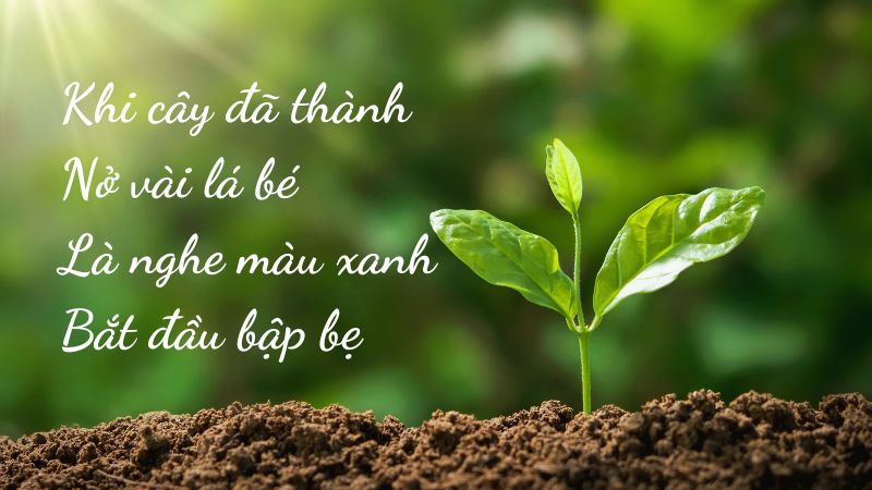 loi-cua-cay-1 Lời của cây