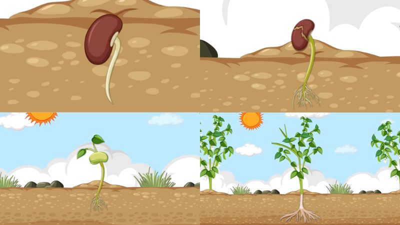 loi-cua-cay-doc-hieu lời của cây đọc hiểu