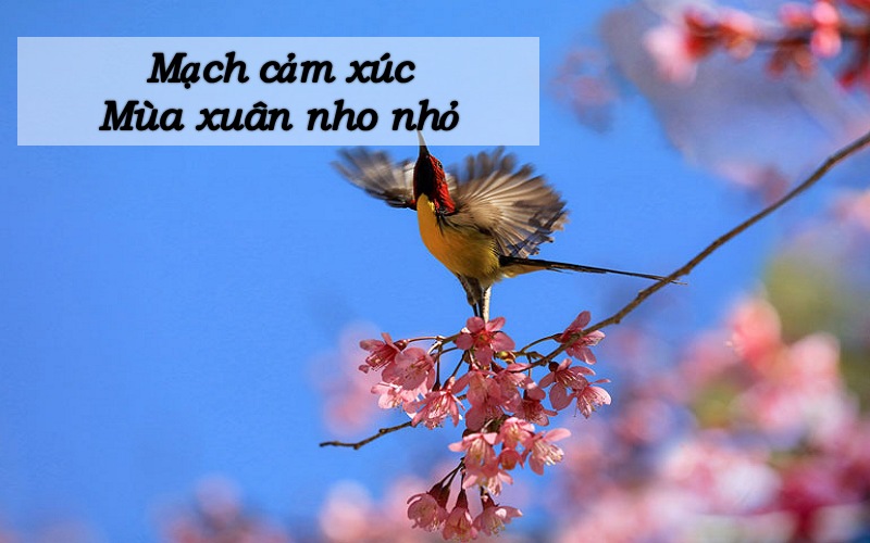 mach-cam-xuc-mua-xuan-nho-nho-1 Mạch cảm xúc Mùa xuân nho nhỏ