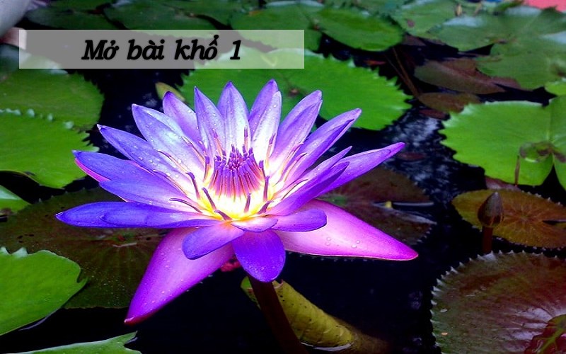 mo-bai-phan-tich-mua-xuan-nho-nho Mở bài phân tích mùa xuân nho nhỏ