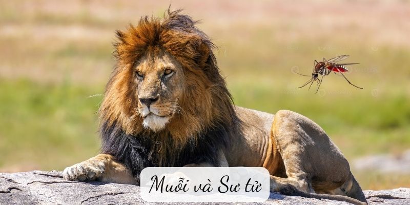 Truyện ngụ ngôn: Muỗi và Sư tử