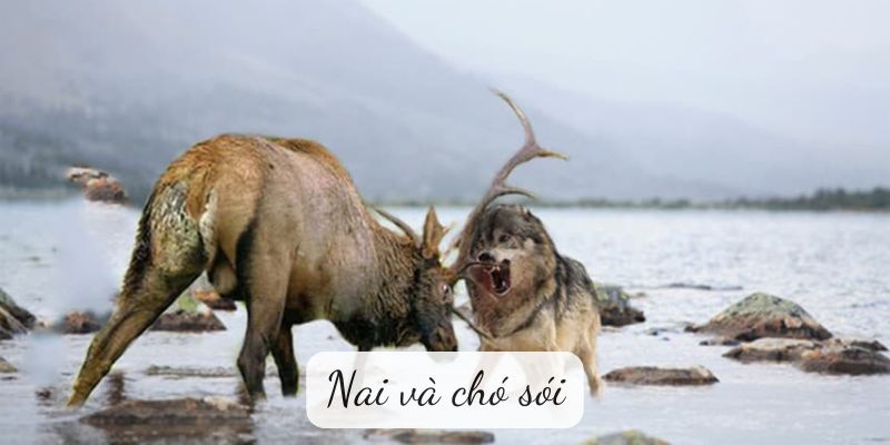 nai-va-cho-soi-1 Nai và chó sói