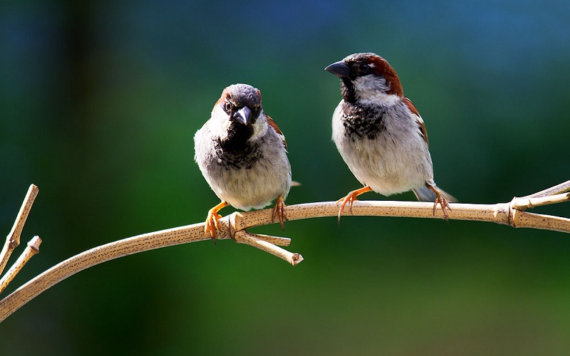 nhung-bai-ve-hay những bài vè hay