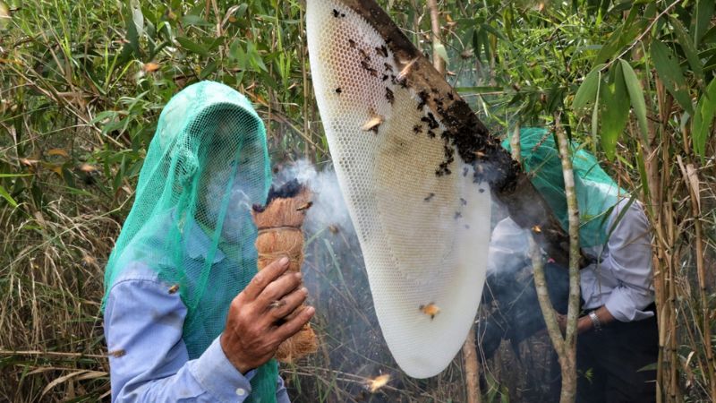 noi-dung-bai-di-lay-mat nội dung bài đi lấy mật