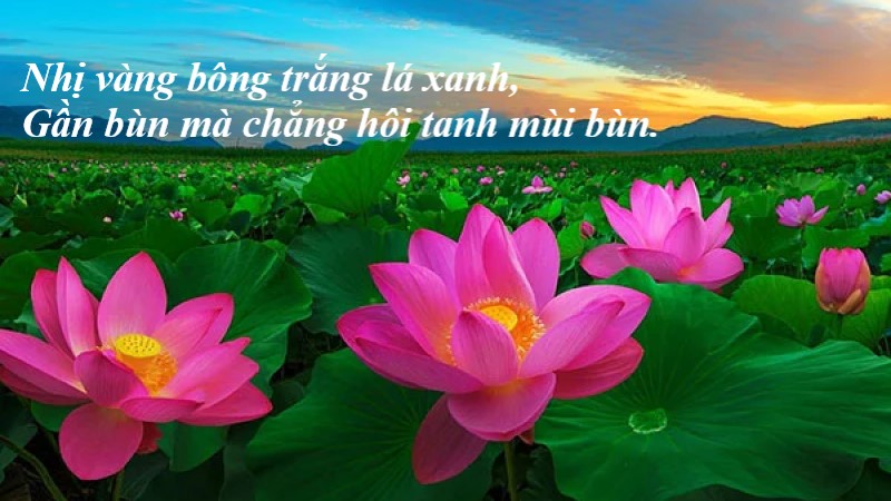 phan-tich-bai-ca-dao-trong-dam-gi-dep-bang-sen phân tích bài ca dao trong đầm gì đẹp bằng sen