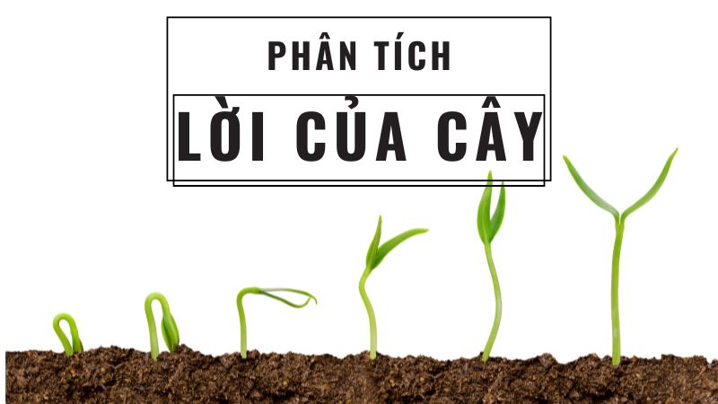 phan-tich-bai-tho-loi-cua-cay-1 phân tích bài thơ lời của cây