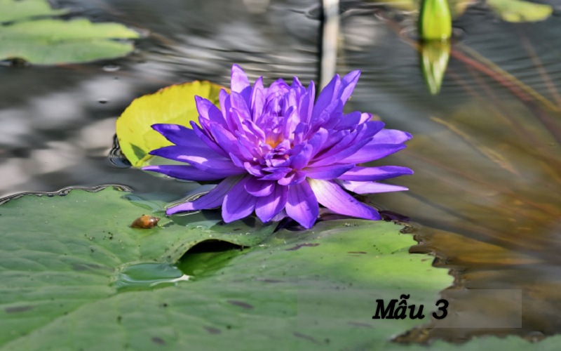 phan-tich-bai-tho-mua-xuan-nho-nho Phân tích bài thơ mùa xuân nho nhỏ