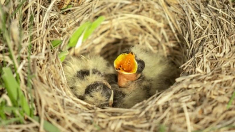 phan-tich-bay-chim-chia-voi phân tích bầy chim chìa vôi
