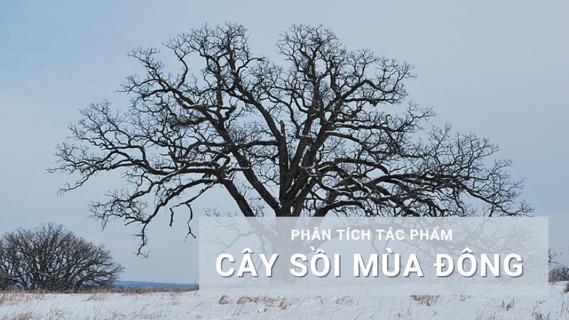 Phân tích Cây sồi mùa đông văn 8 ngắn gọn