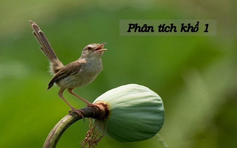 phan-tich-kho-tho-dau-bai-mua-xuan-nho-nho Phân tích khổ thơ đầu bài mùa xuân nho nhỏ