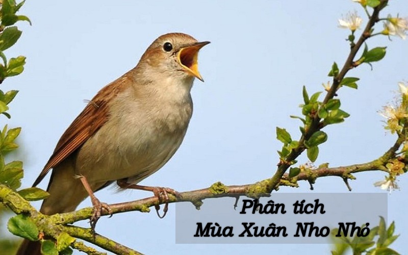 phan-tich-mua-xuan-nho-nho-1 Phân tích mùa xuân nho nhỏ