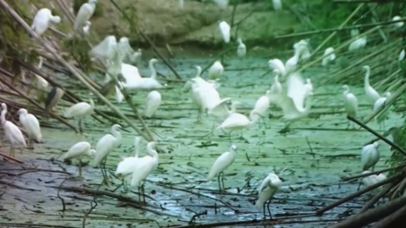 phan-tich-nhan-vat-an-trong-di-lay-mat phân tích nhân vật an trong đi lấy mật