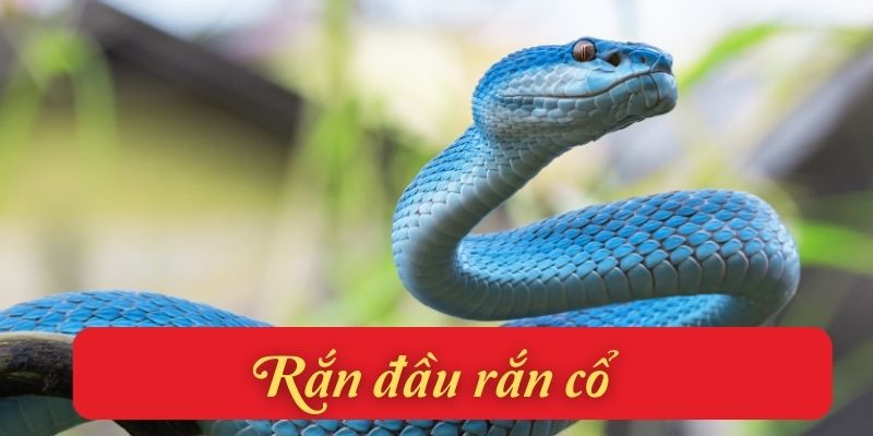 Rắn đầu rắn cổ (Lê Quý Đôn)