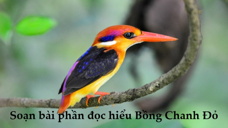 soan-bai-bong-chanh-do-chan-troi-sang-tao soạn bài bồmg chanh đỏ chân trời sáng tạo