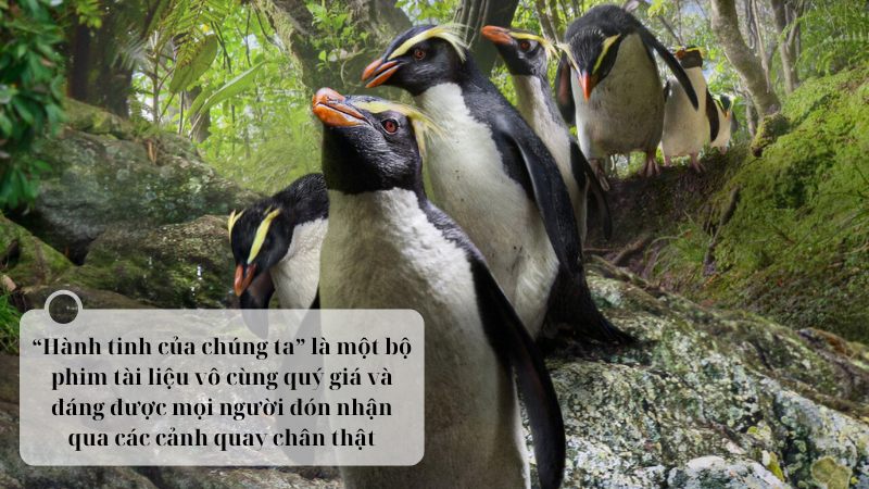 soan-bai-choang-ngop-va-dau-don-nhung-canh-bao-tu-loat-phim-hanh-tinh-cua-chung-ta-lop-8 soạn bài choáng ngợp và đau đớn những cảnh báo từ loạt phim hành tinh của chúng ta lớp 8