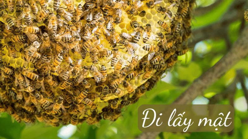 soan-bai-di-lay-mat-1 Soạn bài Đi lấy mật