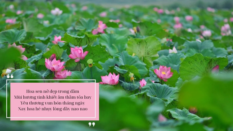 soan-bai-hinh-anh-hoa-sen-trong-bai-ca-dao-trong-dam-gi-dep-bang-sen soạn bài Hình ảnh hoa sen trong bài ca dao trong đầm gì đẹp bằng sen