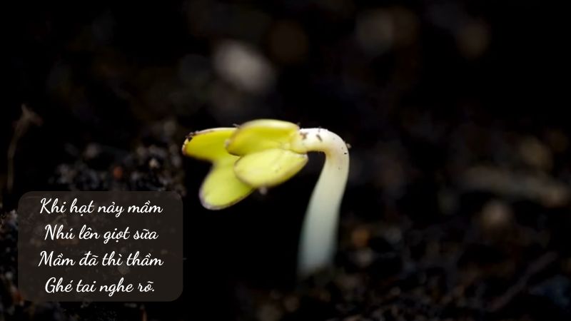 soan-bai-loi-cua-cay-ngan-nhat soạn bài lời của cây ngắn nhất