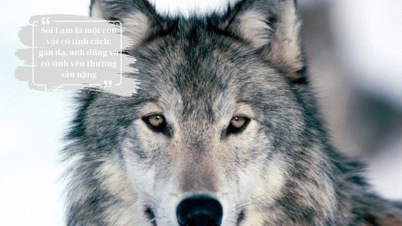 soan-bai-mat-soi soạn bài mắt sói